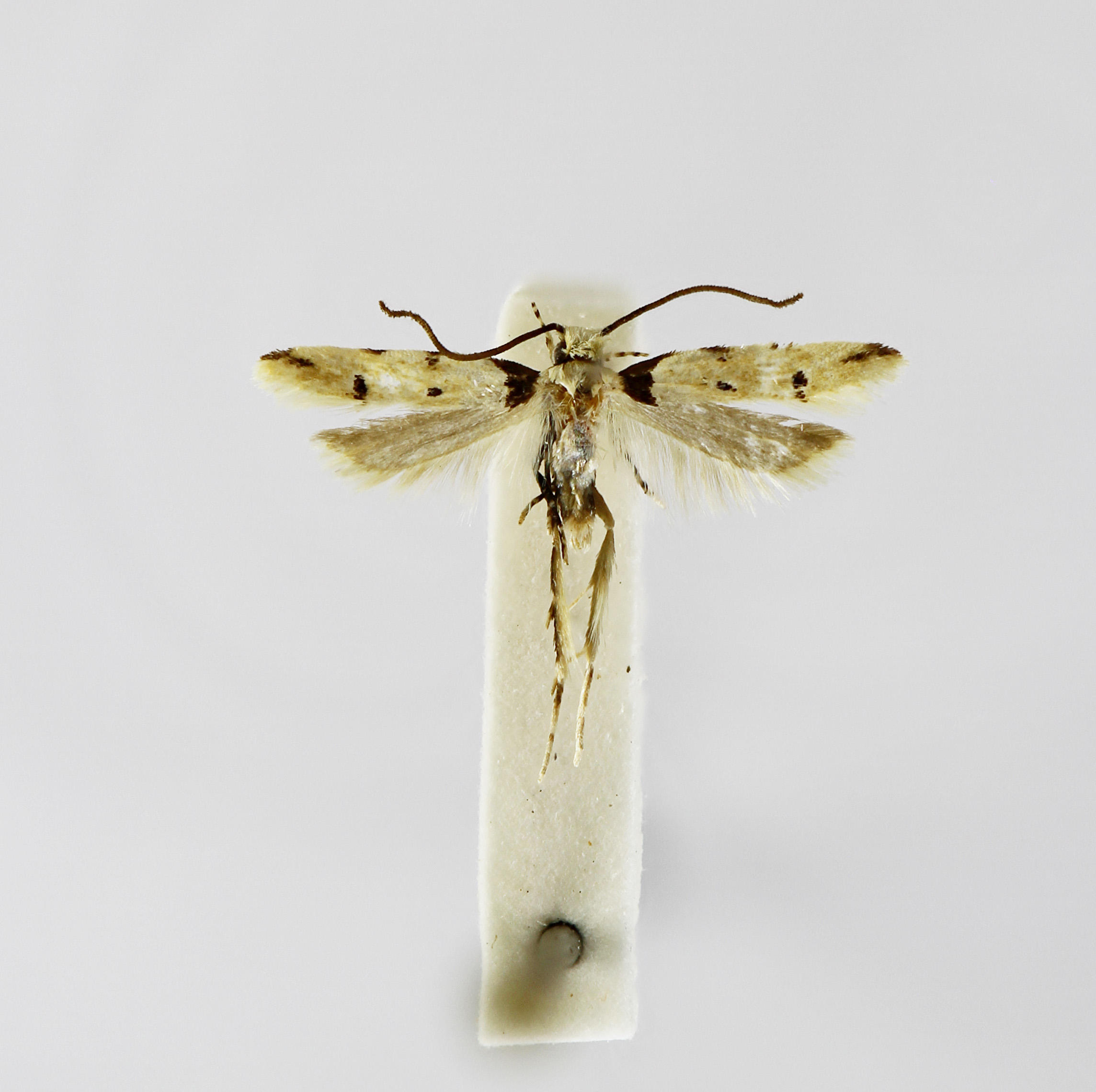 Galagete cristobalensis Landry, 2002 in the Invertebrates Collection (ICCDRS 47079) Photo: ICCDRS Collection.